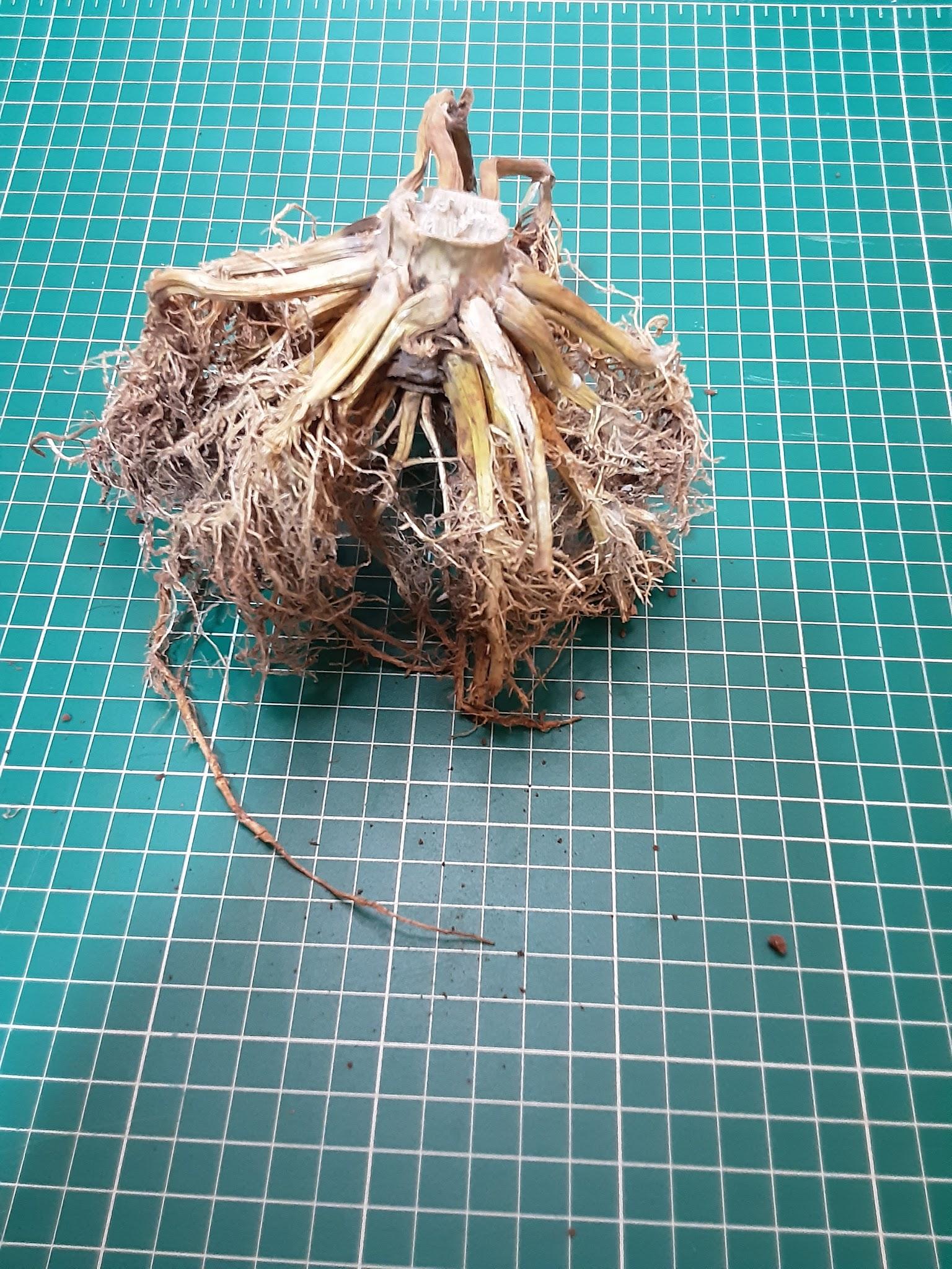 Amostra de raízes recebida para triagem no laboratório Plantaris